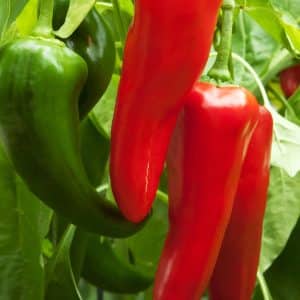Red Italian