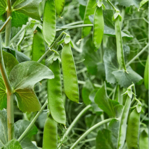 Snow Peas