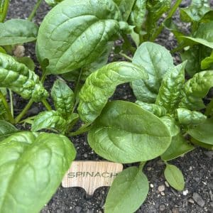 Spinach Seed
