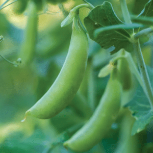 Sugar Snap Peas