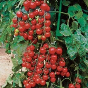 Suncherry