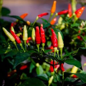 Tabasco