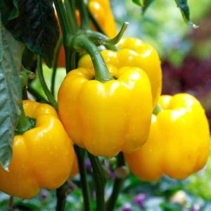 Yellow Bell