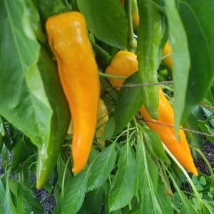 Yellow Italian