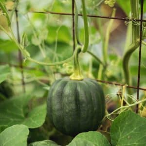 Acorn Squash