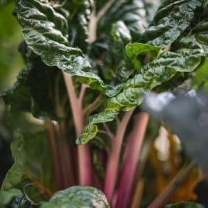 Swiss Chard