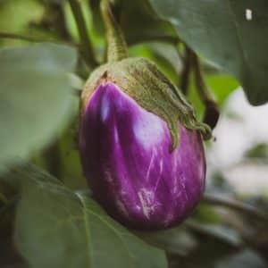 Eggplant