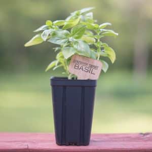 Sweet Genovese Basil