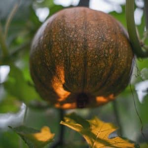 Sugar Pie Pumpkin