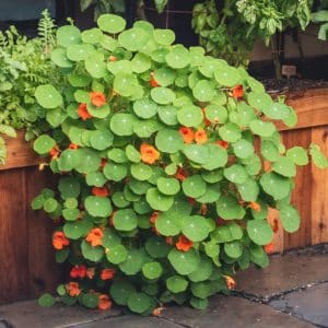 Nasturtium