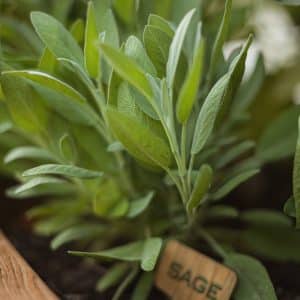 Sage