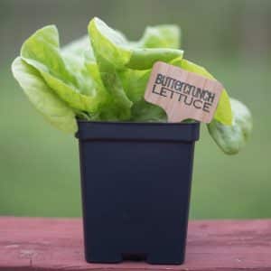 Buttercrunch