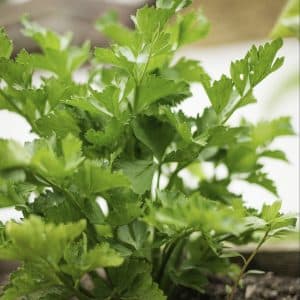 Celery