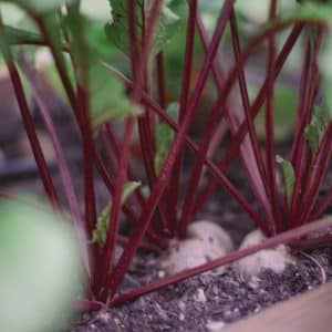 Red Beet Seed