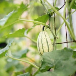 Delicata