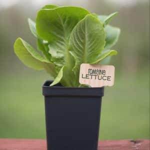 Romaine