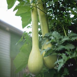 Rampicante
