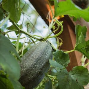 Spaghetti Squash