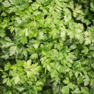 Flat Leaf Parsley