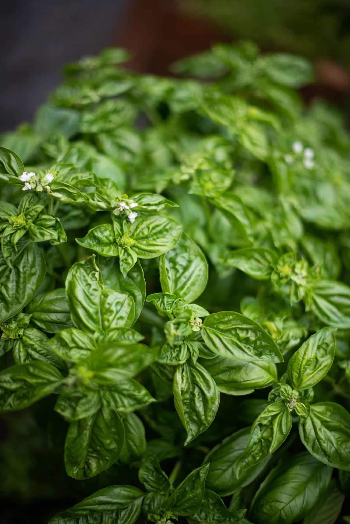 Basil