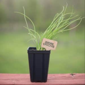 Bunching Onions