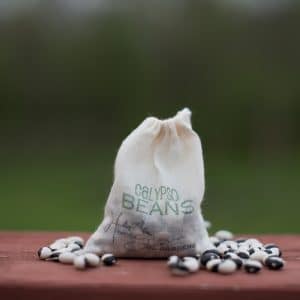 Calypso Bean Seed