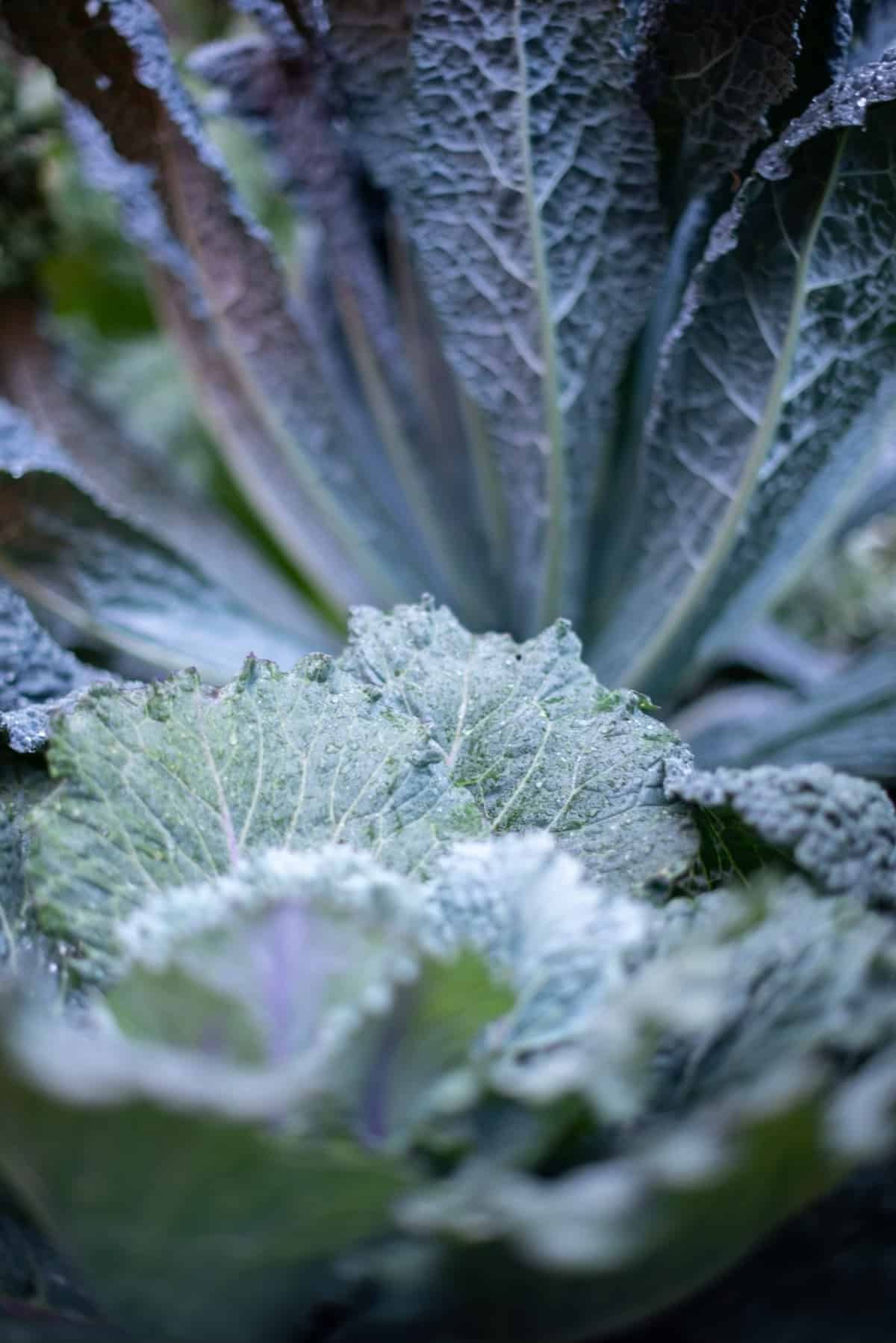 Cruciferous