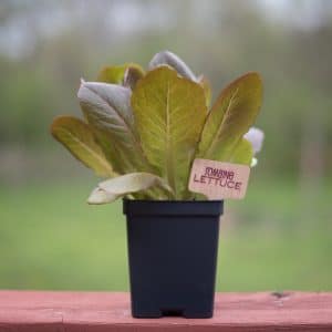 Red Romaine