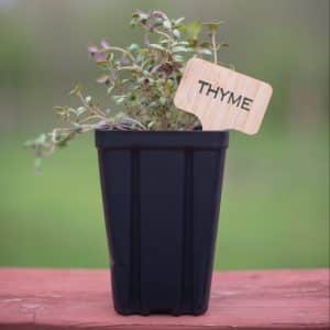 Thyme