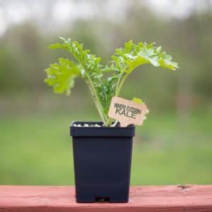 White Russian Kale