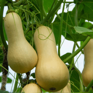 Butternut