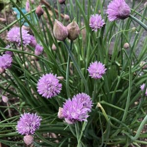 Chives