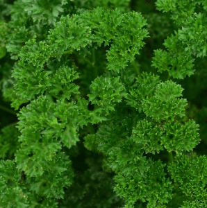 Curly Parsley