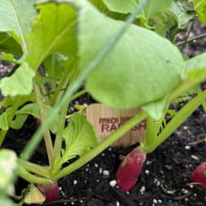French Breakfast Radish Seed
