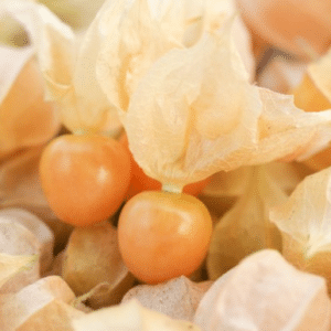 Ground Cherry