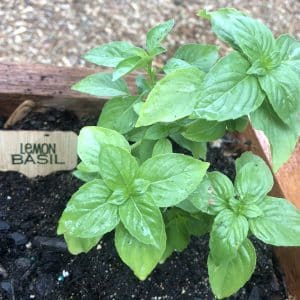 Lemon Basil