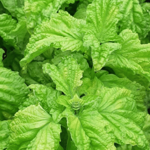 Lettuce Leaf Basil