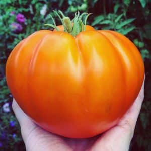 Chef's Choice Orange