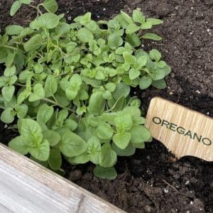 Oregano