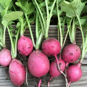 Pink Radish Seed