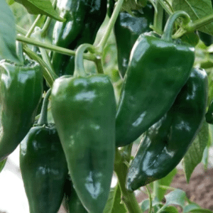 Poblano