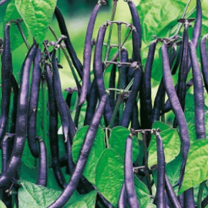 Purple Bean Seeds