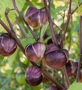 Purple Tomatillo