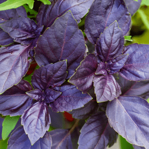 Purple Basil
