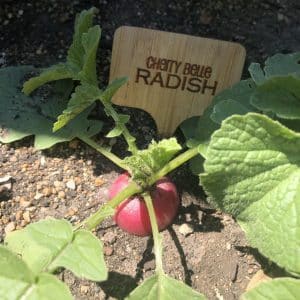 Red Radish Seed