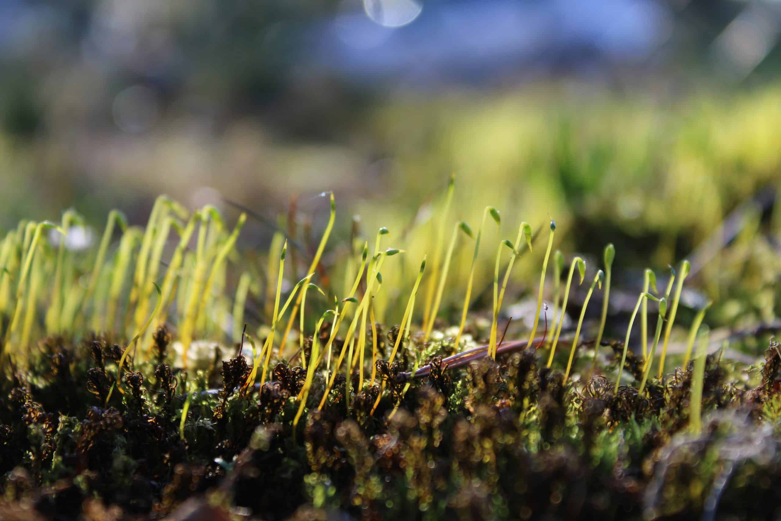 Seeds