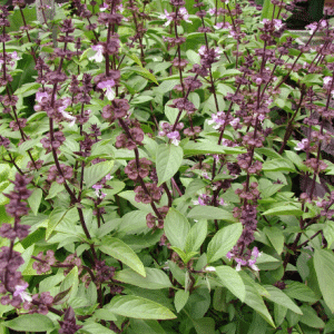 Thai Basil