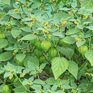 Tomatillo