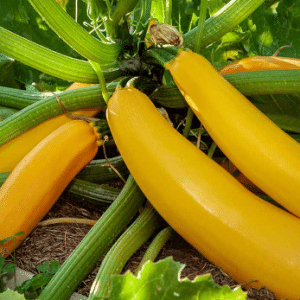 Yellow Zucchini