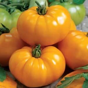 Chef's Choice Yellow